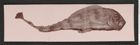 Nachlass Franz Steindachner, Beilage Korrespondez mit Gal Frères ("Gebrüder Gal"), Foto von Fisch, Inv.Nr. 149.11, Seite 1